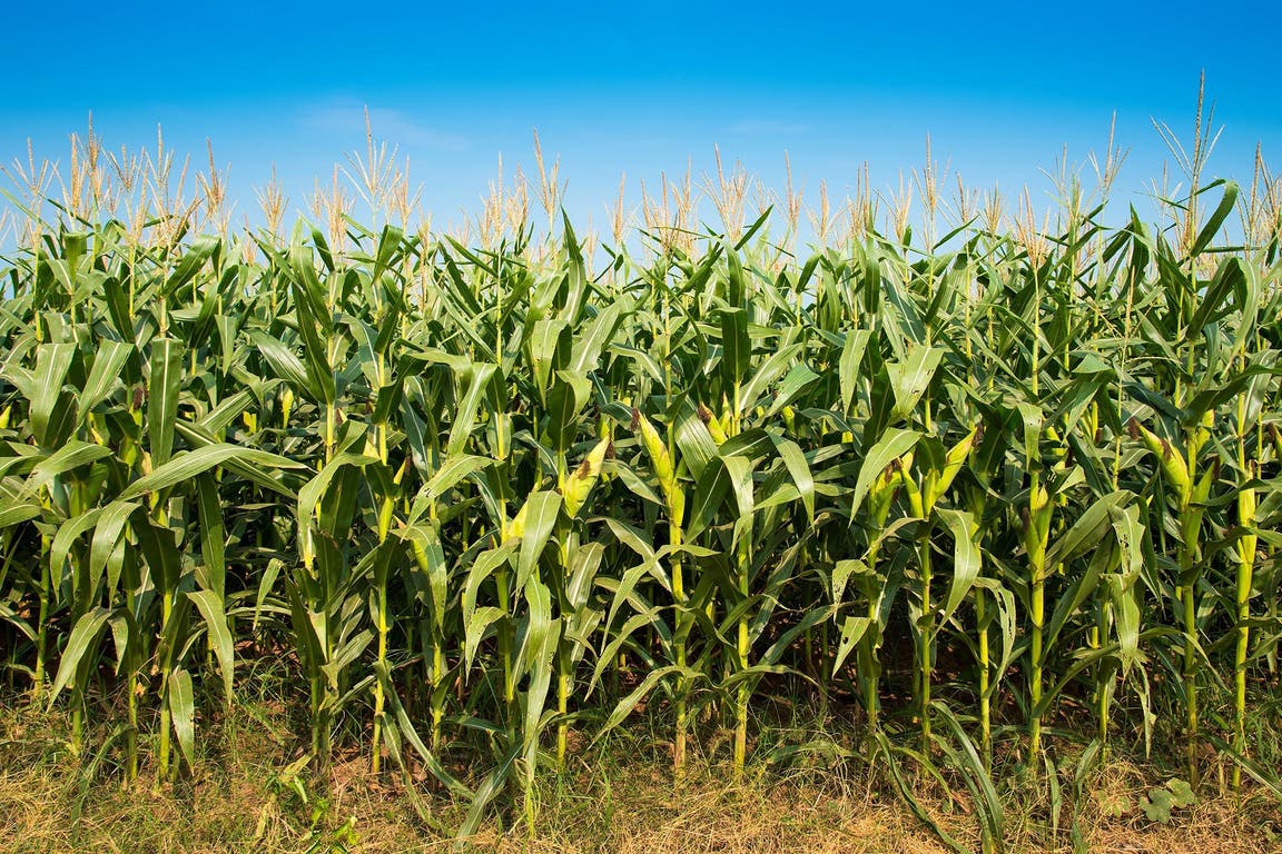 En el maíz, el clima en EE.UU. marcará el pulso del mercado