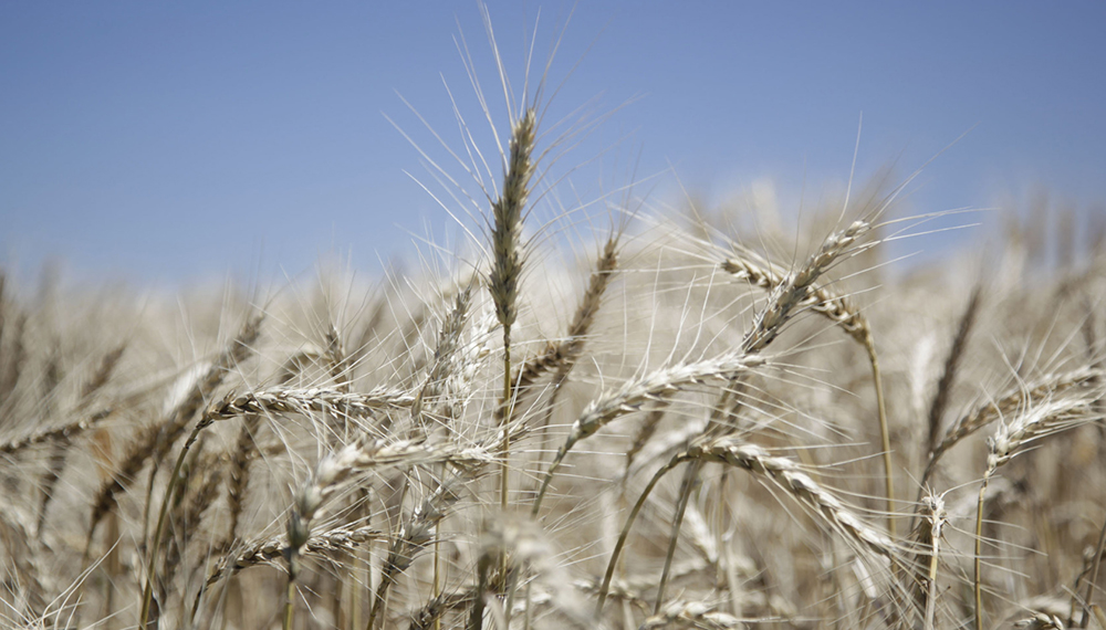La siembra de trigo terminó en 6,6 millones de ha, la mayor en 17 años