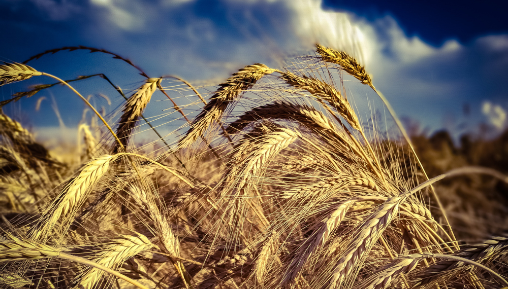 Una mirada estratégica al sector agropecuario argentino