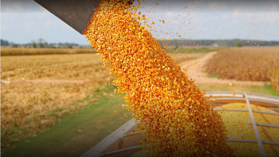La recolección de maíz con destino grano comercial avanzó a buen ritmo