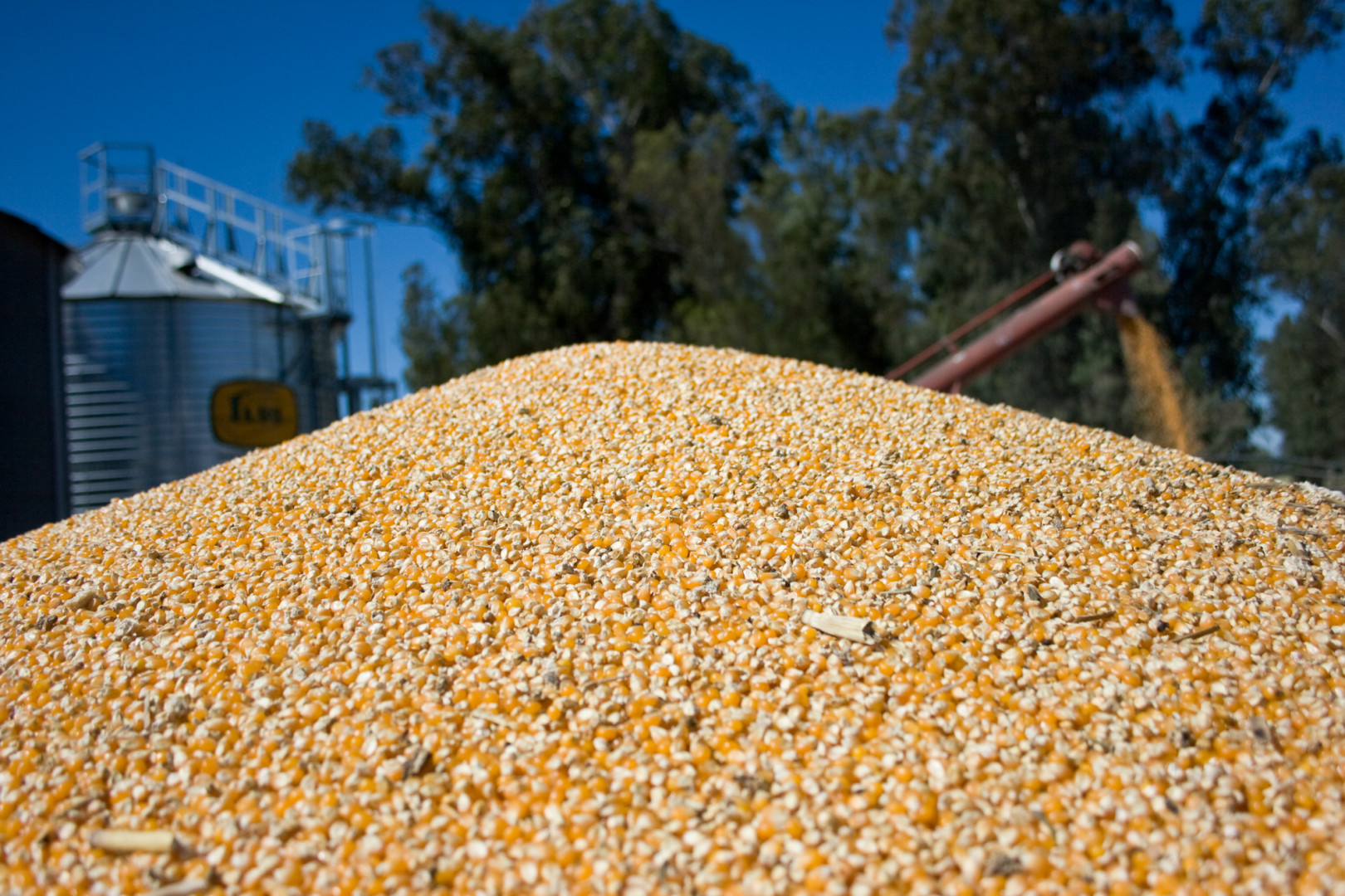 Récord de exportaciones de maíz: 24,9 millones de toneladas entre enero y agosto