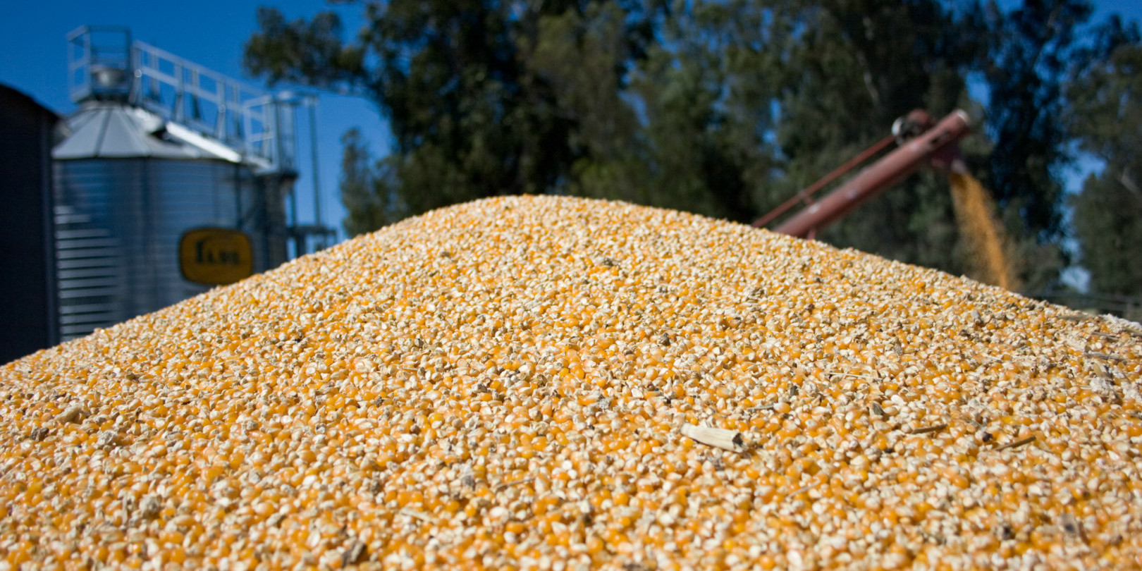 Argentina consigue un nuevo record histórico de exportación de maíz y consolida su proceso de transformación local
