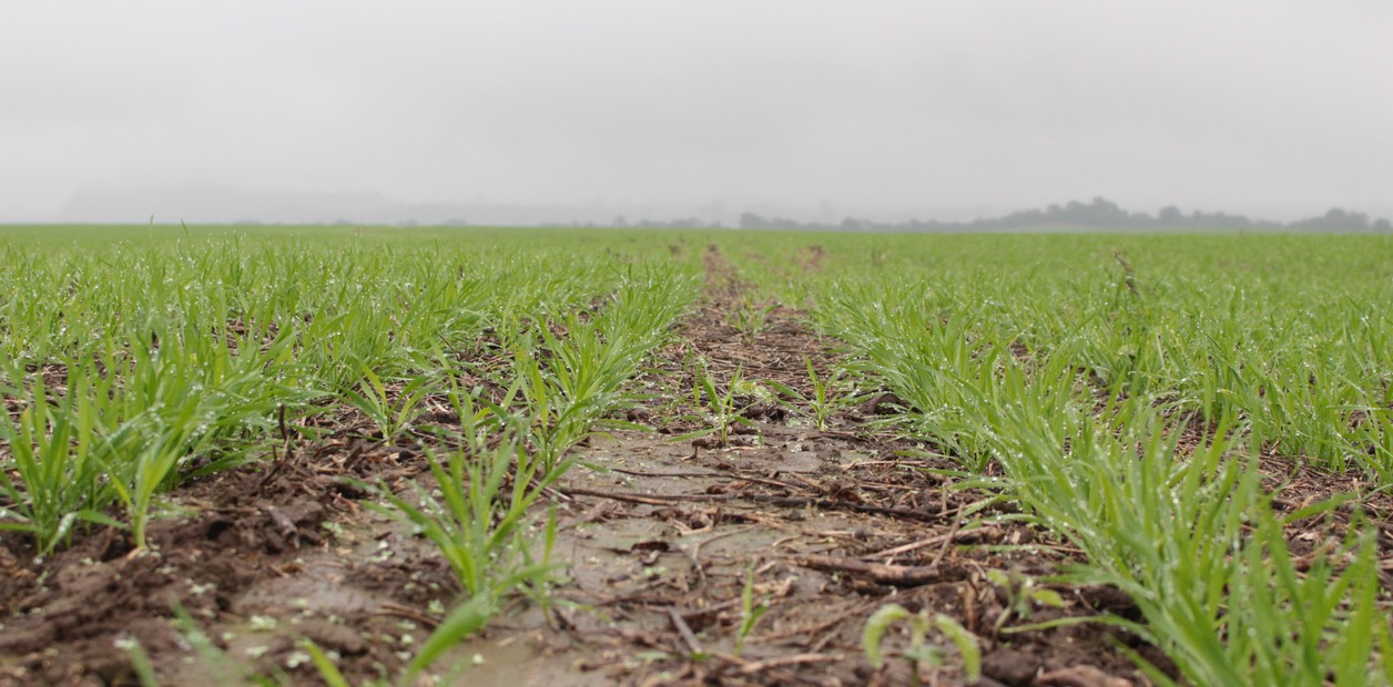 Con las lluvias cambió el escenario hídrico y habrá buenas reservas para sembrar el trigo