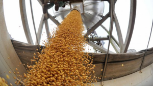 El procesamiento de soja de julio cayó 21,3% respecto a 2019